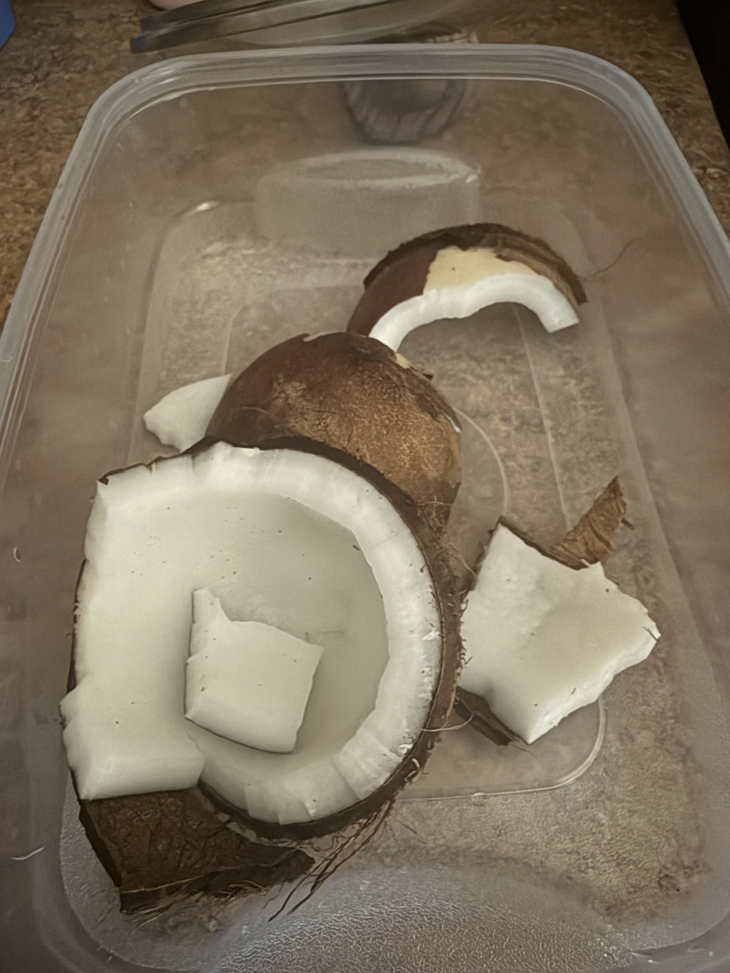 Coconut 🥥🥥🌴🌴🌴🌴🥥🥥🌴🌴🌴🌴🥥🥥🥥🌴🌴🌴🥥🥥🥥🥥🌴🌴🇯🇲🇯🇲🇯🇲🇯🇲🇯🇲🇯🇲🇯🇲🇯🇲🇯🇲🇯🇲🇯🇲🇯🇲🇯🇲🇯🇲🇯🇲🇯🇲🇯🇲🇯🇲🌴🇯🇲🌴🌴🇯🇲🌴🌴🌴🥥🥥🥥🥥🥥🥥🥥🌴🌴🙏🙏🙏🙏🙏🙏🙏🙏🙏🙏🙏🙏🙏🙏🙏🙏🙏🙏🙏🙏🙏🌴🌴🥥🌴🇯🇲🇺🇸🇺🇸🇺🇸🇺🇸🥥